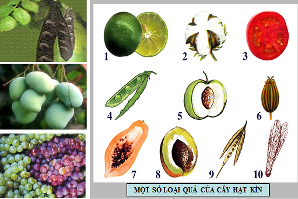 Một số đặc điểm nhận dạng của thực vật hạt kí