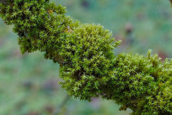 So sánh đặc điểm cấu tạo của rêu với tảo