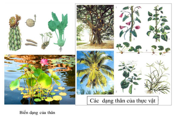 Tại sao thực vật phát triển đa dạng và phong phú?