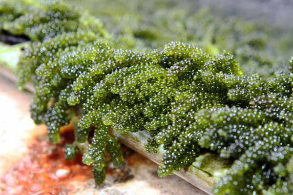 tảo là gì