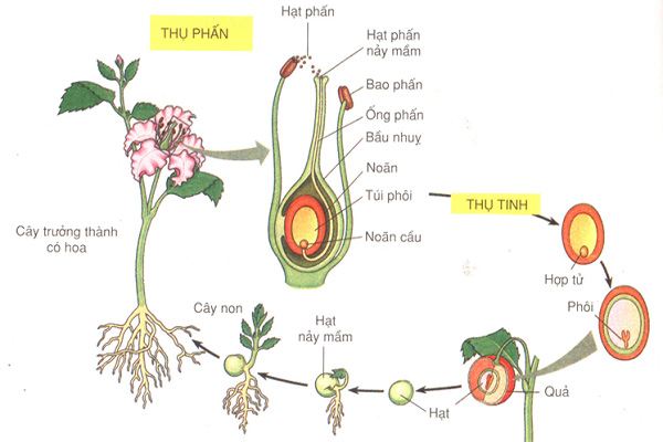 Thực vật hạt trần là gì