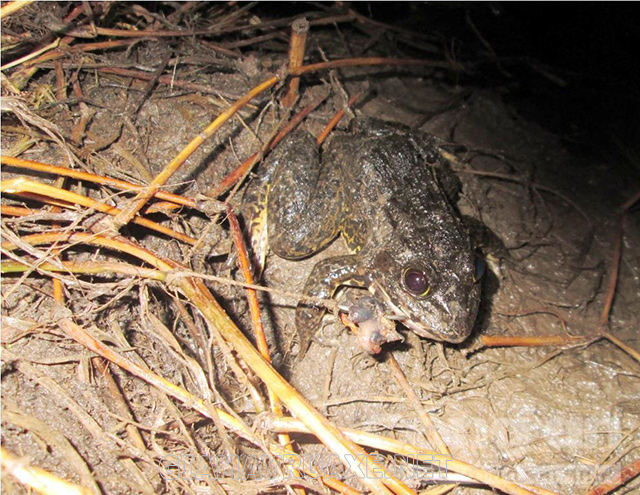 Tại sao ếch đồng kiếm ăn vào ban đêm